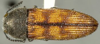 Media type: image;   Entomology 24417 Aspect: habitus dorsal view